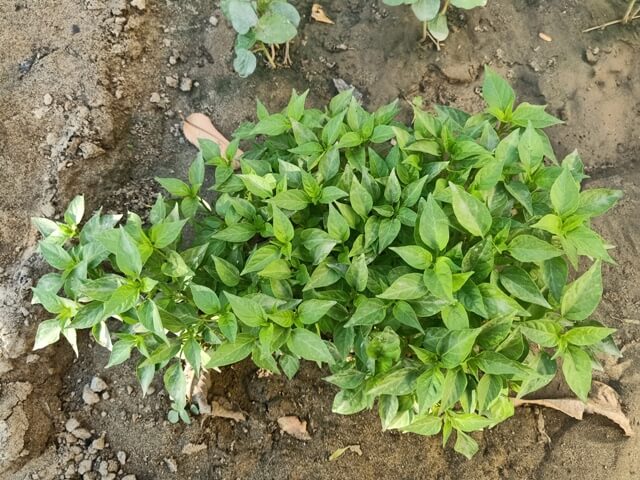 Green chili plant-lets