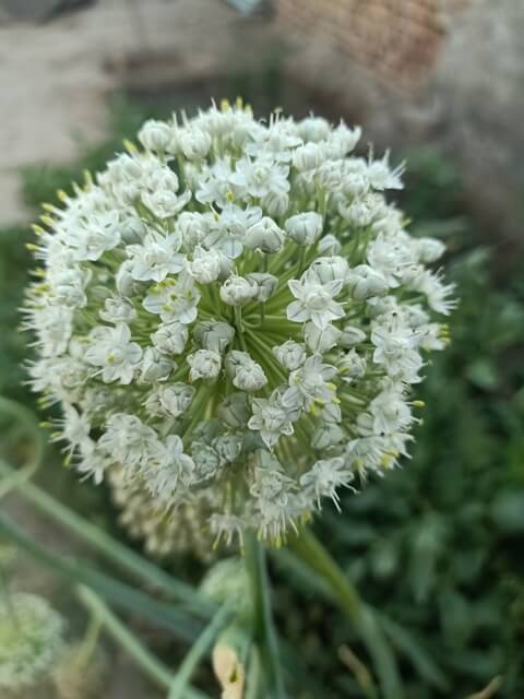 Onion flowers 
