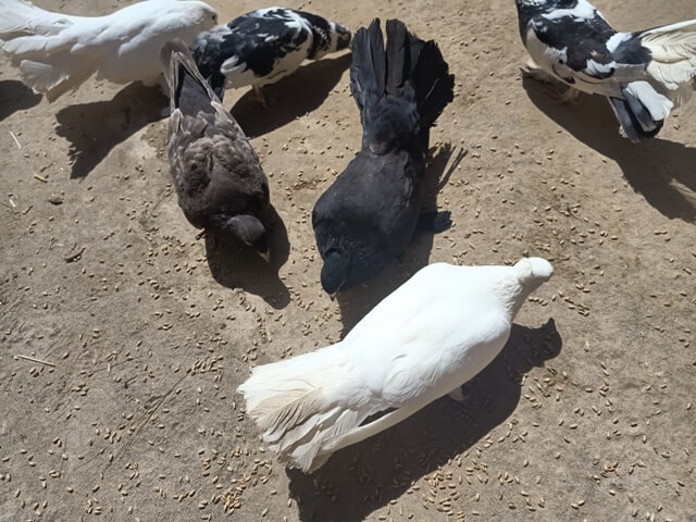 Domestic pigeons feeding picture