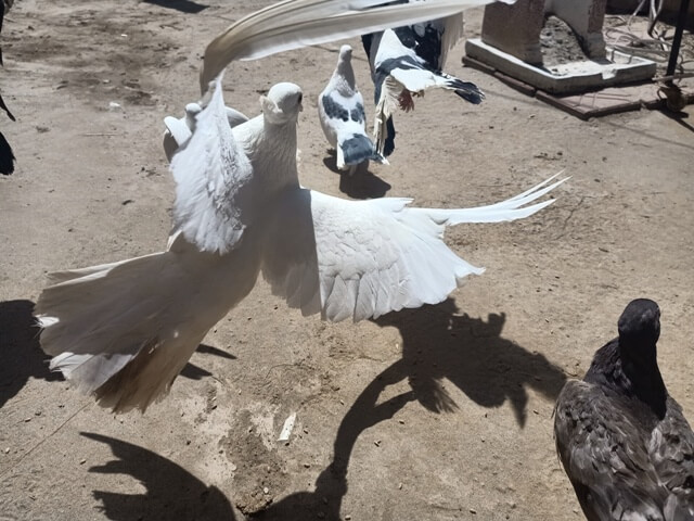 White pigeon flight