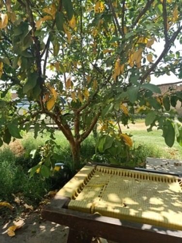 Guava plant in summer