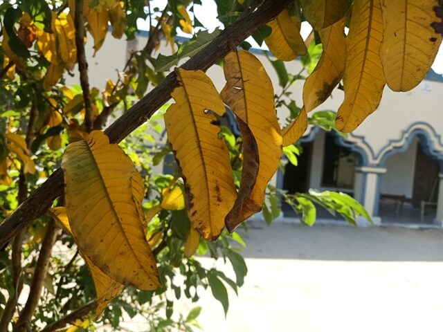 Guava yellow leaves on a stalk