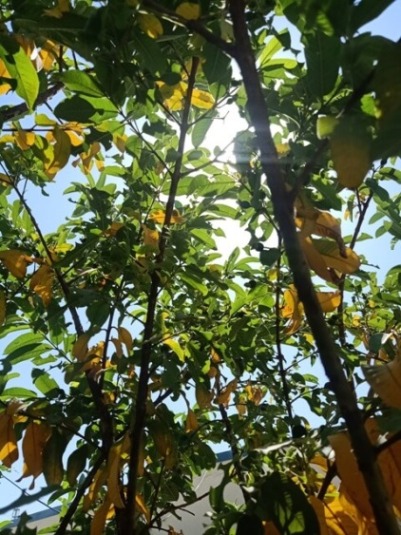 Guava plant with fruit