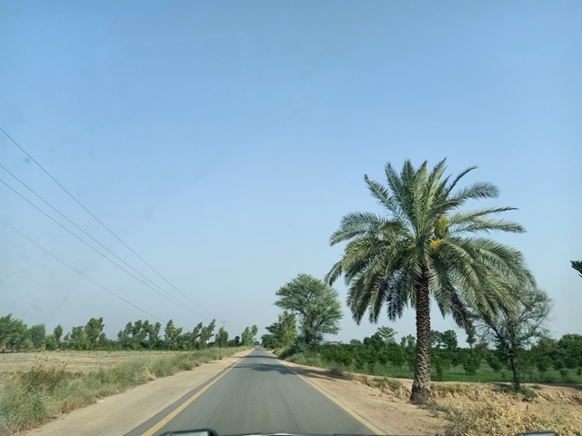 A countryside road with date trees