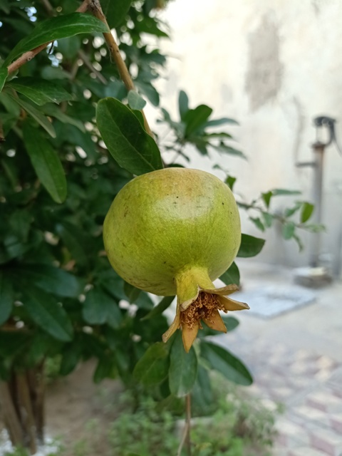 Pomegranate fruit near to ripening 