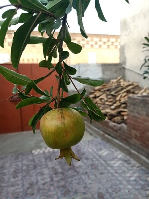 Pomegranate fruit in a home garden 