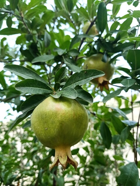 Beautiful view of a pomegranate plant 