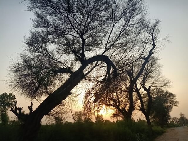 A tree with sun set in background