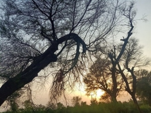 A tree in dusk