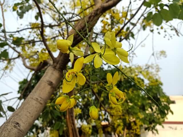 Yellow beautiful flowers of golden shower plant