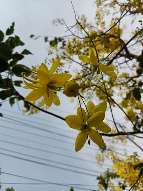 Beautiful yellow flowers of cassia fistula