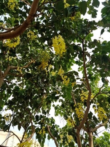 Tree of cassia fistula 