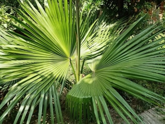 Attractive leaves of a palm plant