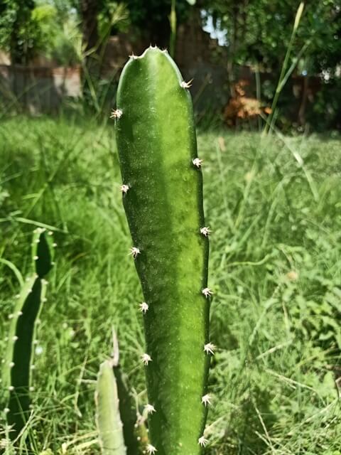 Cactus plant