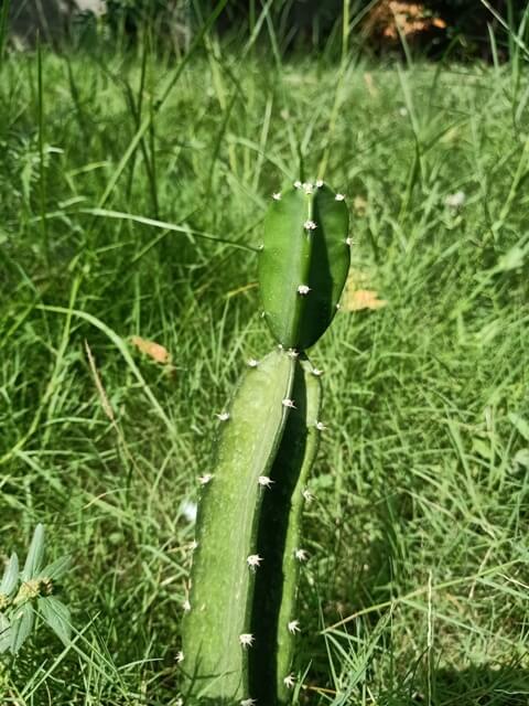 Attractive cactus plant