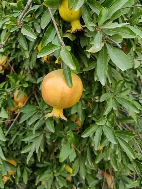 Pomegranate ripening on the plant