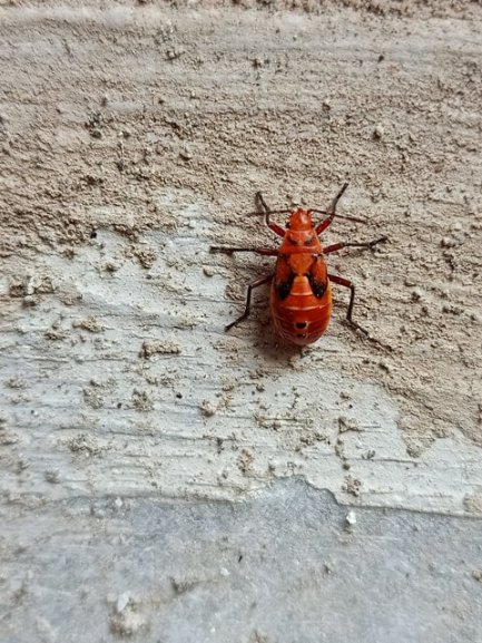 Red bug on a wall
