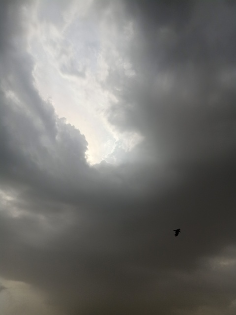 Storm clouds with a bird 
