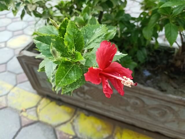 Hibiscus plant with flower in a garden pot 