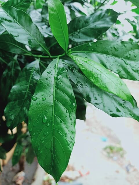 Lush green leaves with rain drops 