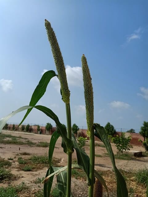 Cereal plant