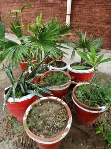 Plant pots in a garden