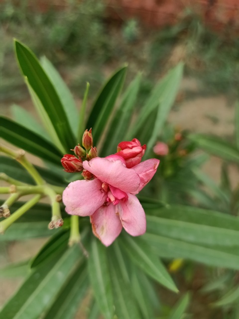 Flowers on the plant