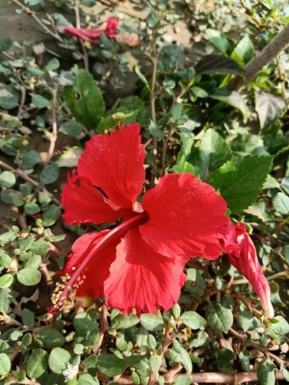 Attractive hibiscus flower 
