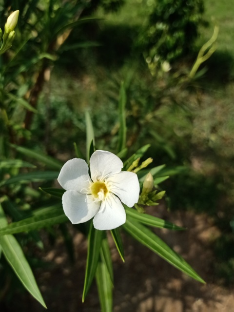 Tiny crape jasmine flower 
