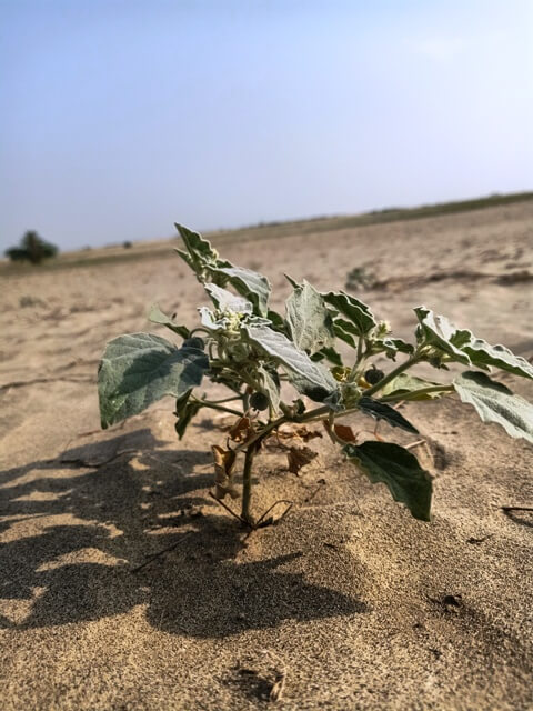 Wild plant in desert