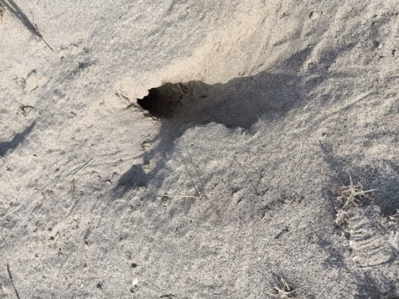 Insect hole in desert