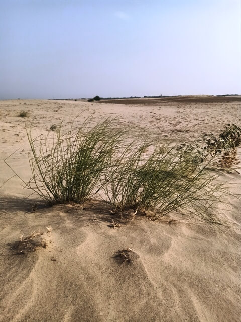 Wild desert plants