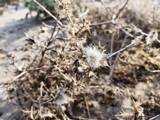 Wild desert plant