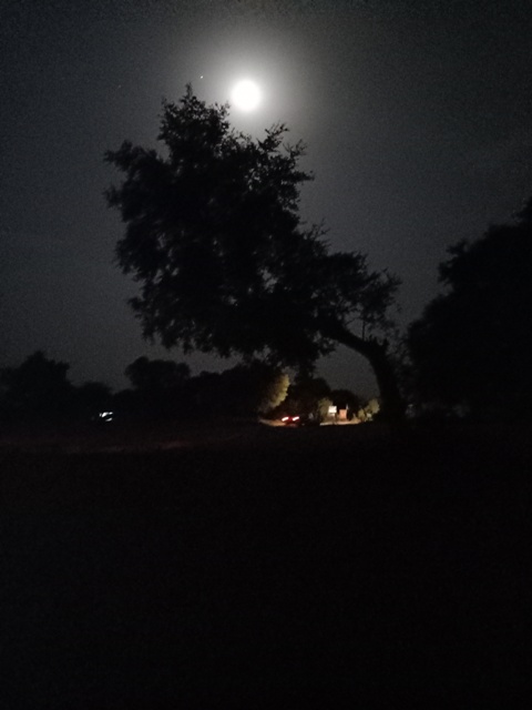 Moon on a tree image 