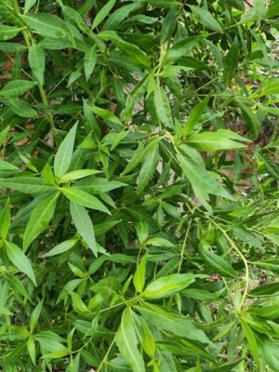 Ficus plant leaves