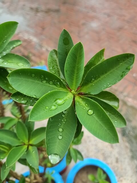 Attractive leaves with rain water 