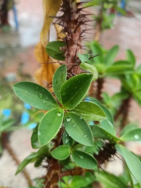 A plant with spikes and leaves with rain drops 