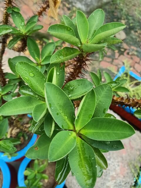 A plant during rain 