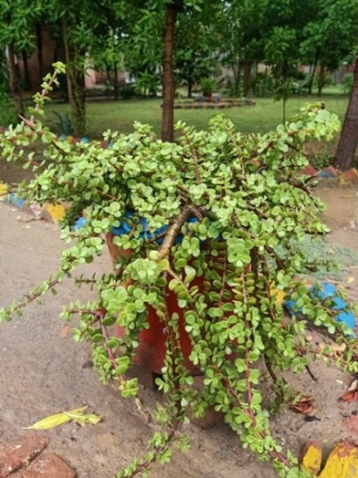 A beautiful plant in a pot