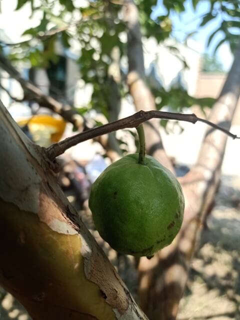 Guava attached with stem