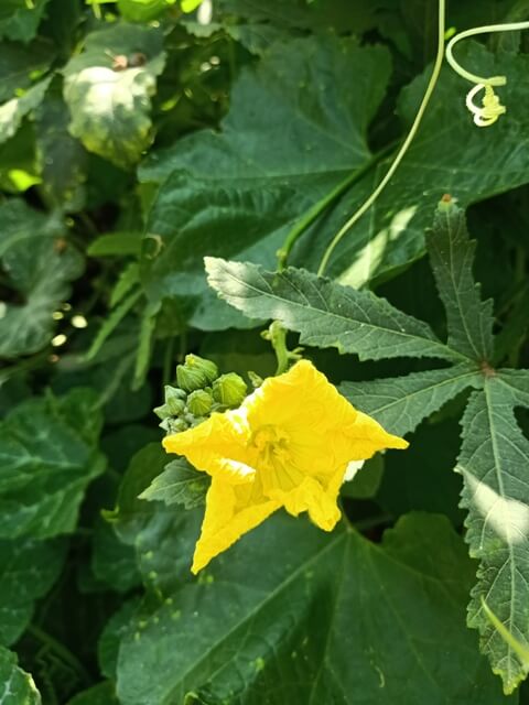 Beautiful yellow vegetable flower 
