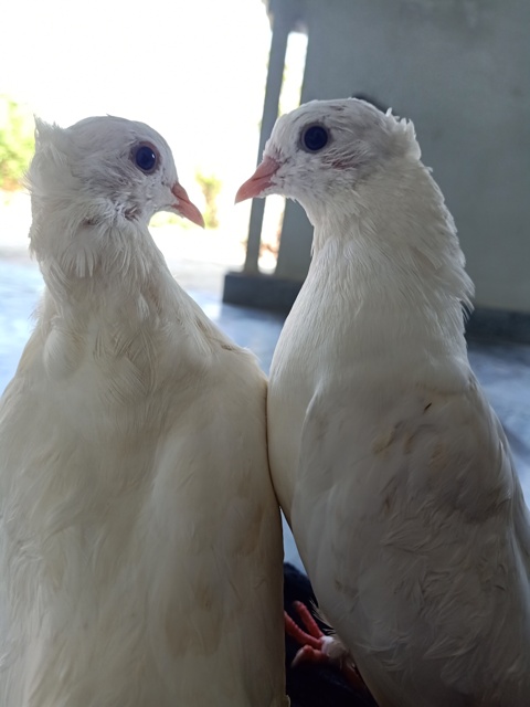 Beautiful pair of white pigeons