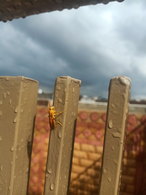Yellow wasp after rain