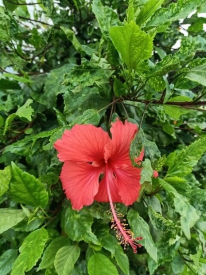 Lush green hibiscus plant with flower 