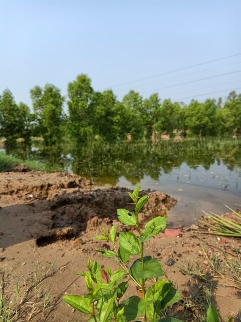 Plants and rain water