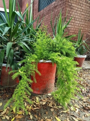 Plants in a garden