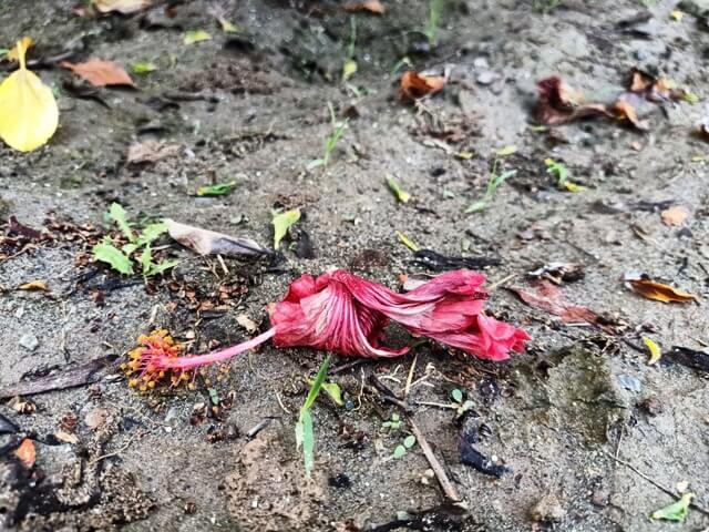 Decaying hibiscus flower 