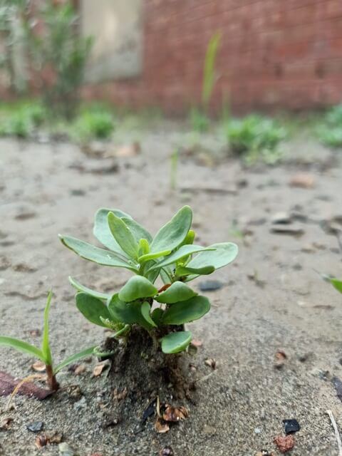 Tiny plant in a garden