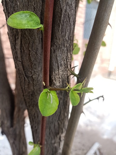 Sprout of Jujube plant