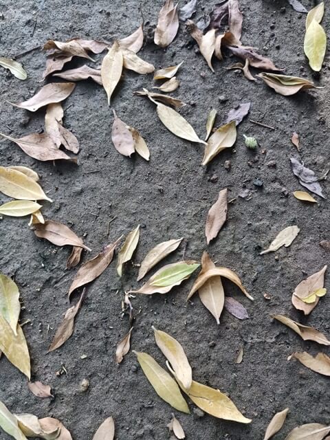 Ficus fallen leaves on ground